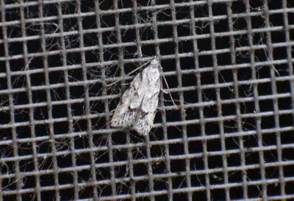 Symmoca signatella (Autostichidae)